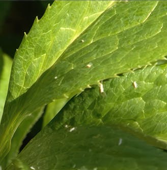 kirvat perennat kirvat perennat